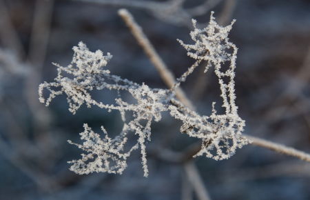 Les diamants de l'hiver