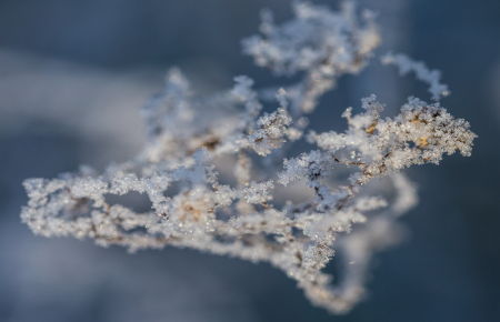 Les diamants de l'hiver 2016