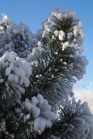 Hiver 2016