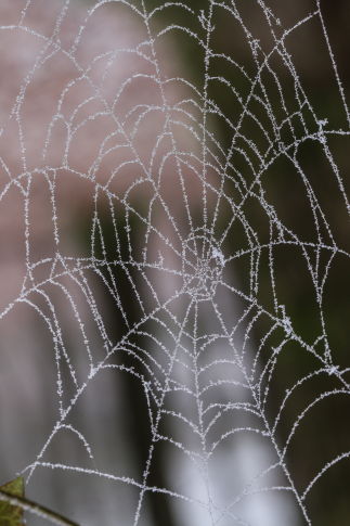 Une toile d'araignée figée dans la glace