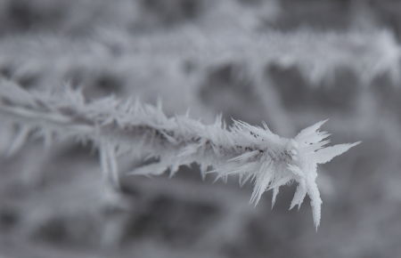 Les épis de glace