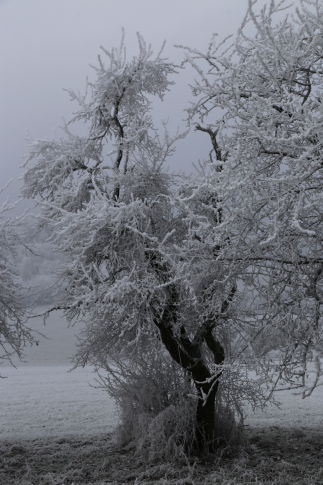 Hiver 2016