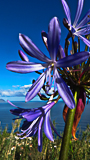 Agapanthe