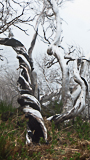 Les arbres brulés de l'incendie de 2010