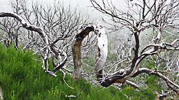 Les arbres brulés de l'incendie de 2010