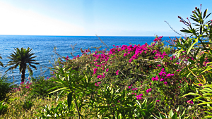 Funchal, bord de mer, Bougainvillier