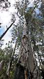 Un eucalyptus au pied brûlé