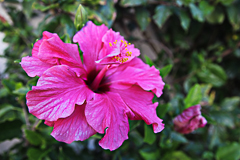 Hibiscus rosa
