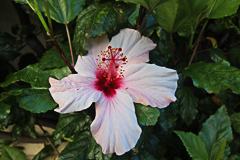 Hibiscus de madère