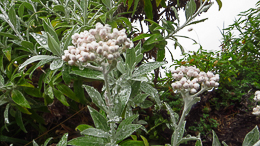 Immortelle, Helichrysum-devium