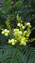 Mimosa