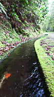 Le long d'une levada