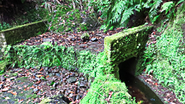 Une levada en épingle dans la mousse