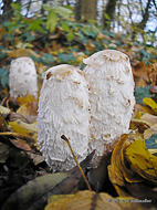Coprin chevelu