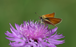 papillon et fleur