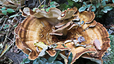 Polypore soufré