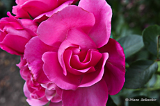 Au coeur d la rose