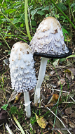 Coprin chevelu