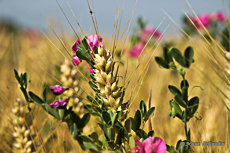 Epie de blé et fleur