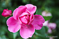 la rose
