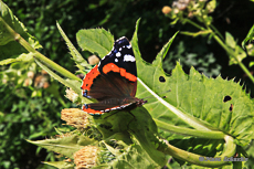 Papillon