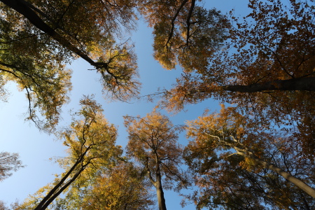 Automne dans la forêt