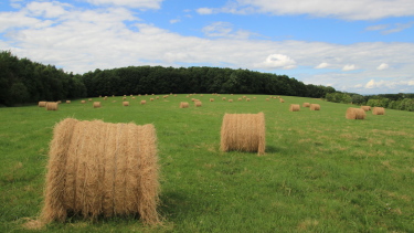 Balles de foin