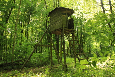 Cabanne de chasseur
