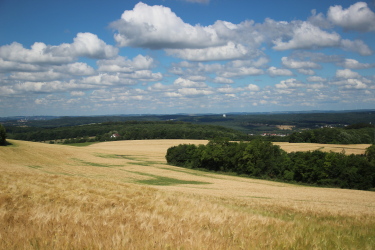 Champs de blé