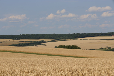Champs de blé