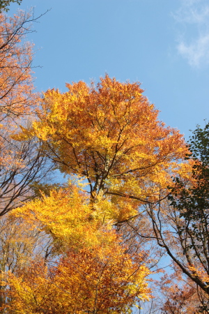 Couleur de l'automne