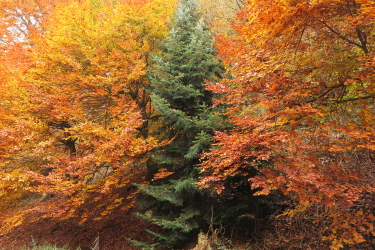 Couleurs de l'automne