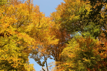 Couleurs dd l'automne