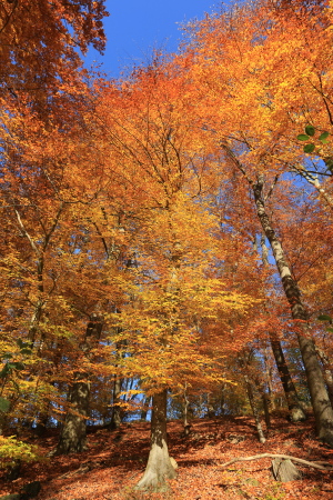 Couleur d l'automne