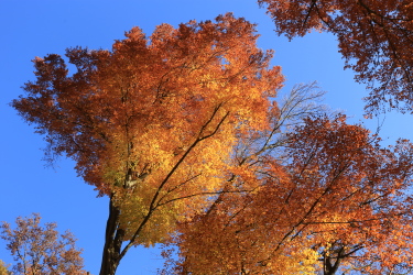 Couleur de l'automne