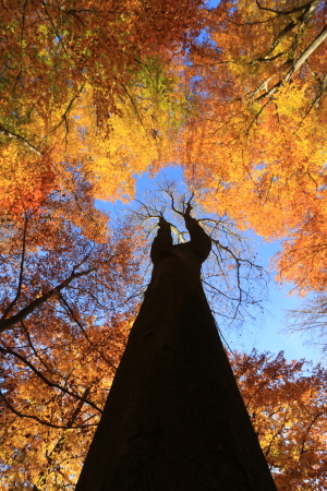 Colueur de l'automne