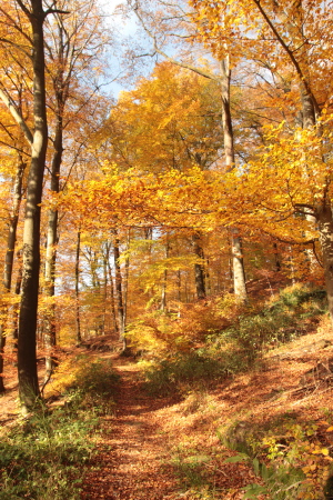 Couleur de l'automne