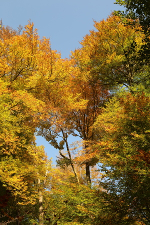 Couleurs de l'automne