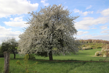printemps 2016